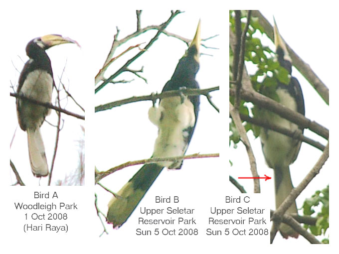 Oriental Pied Hornbill in Singapore (Anthracoceros albirostris)
