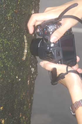 Photographing insects around Tasik Perdana
