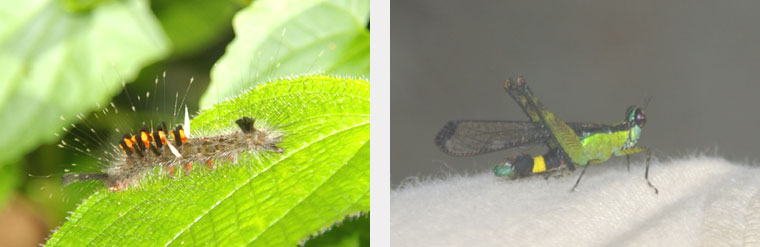 Sg Perdik insect life