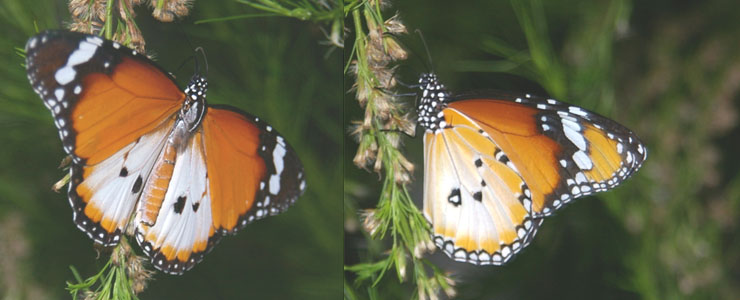 Plain Tigers (Danaus chrysippus)
