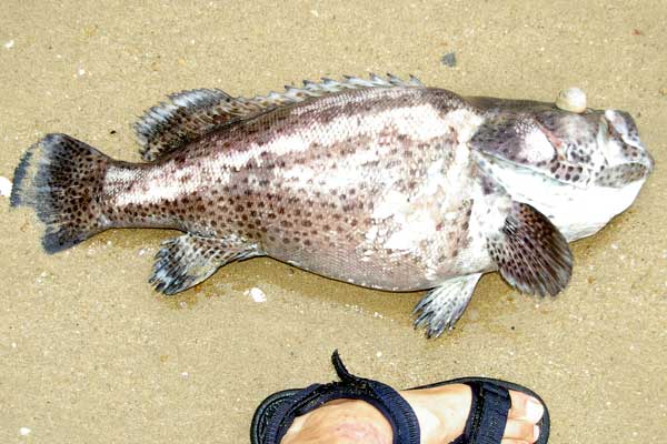 Dead Grouper Washed Ashore