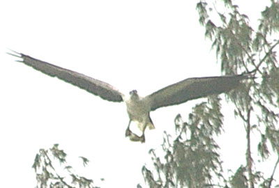 White-bellied Seaeagle (Haliaeetus leucogaster)