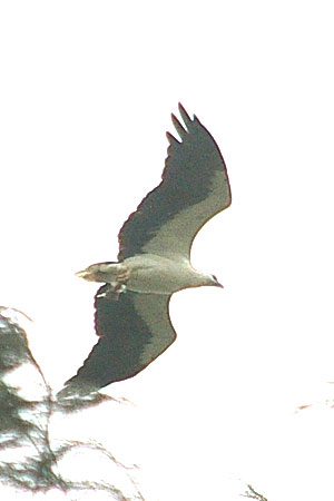 White-bellied Seaeagle (Haliaeetus leucogaster) @ Changi