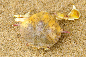 Unusual Crab