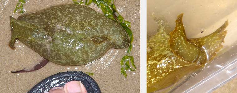 Sea Hare