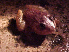 Male, BTNR stream, Aug 2001