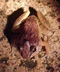 Male, BTNR stream, Aug 2001