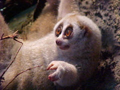 Slow Loris