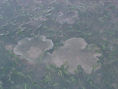 Carpet Anemones