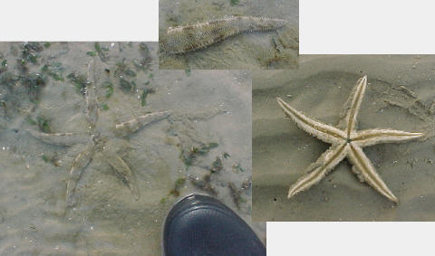 Archaster typicus