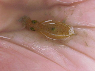 Squid