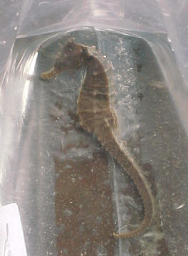 Sea Horses are a genus of Pipefish