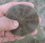 Sand Dollars