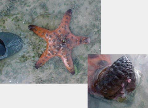 Protoreaster nodosus