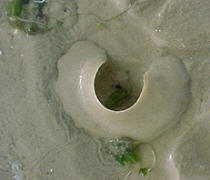 Sand Collar: Naticidae egg structure
