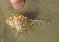 Murex sp - probably M. trapa