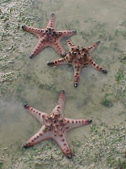 Protoreaster nodosus