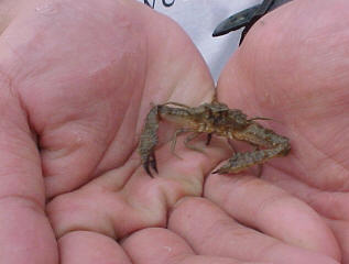 Parthenope sp.?