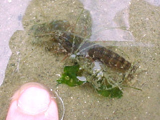 Pistol Shrimp