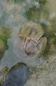 Resident Tachypleus gigas