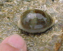 Cypraea