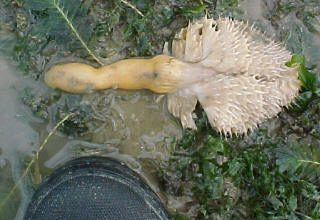 Sea Pens