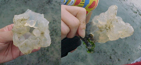 Voluta eggs