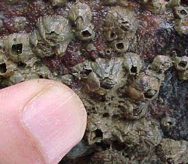 Barnacles