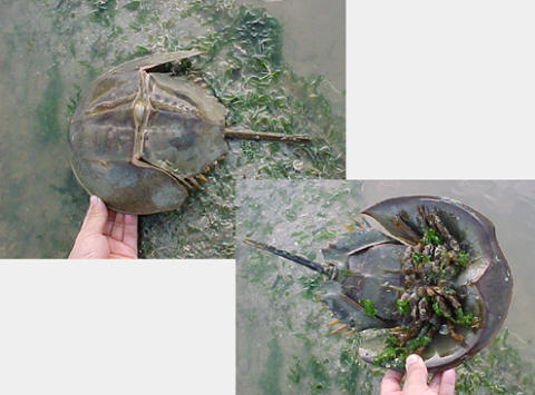 Tachypleus gigas with triangluar tail