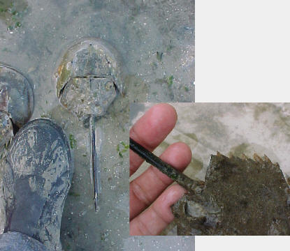 Carcinoscorpius rotundicauda with rounded tail