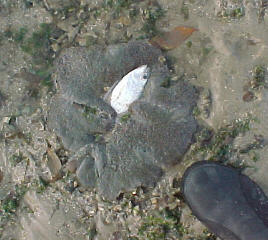 Carpet Anemone digesting prey.