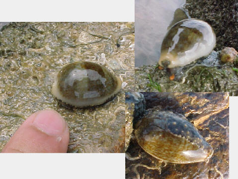 Cypraea