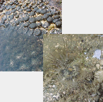 Epiactis