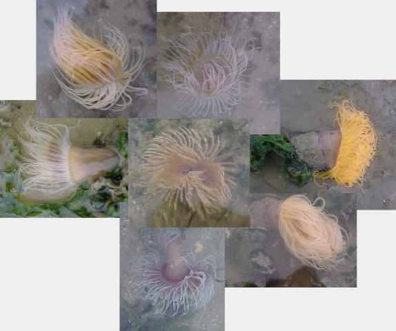 Cerianthus>