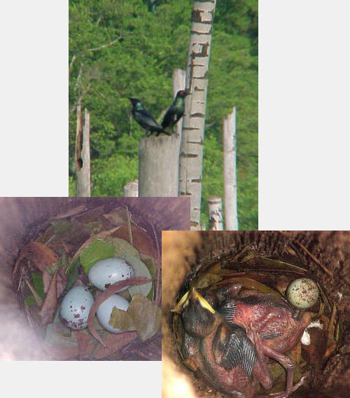 Philippine Glossy Starling Nest