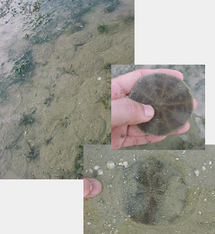 Sand Dollars