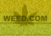 Click here for Weed.com