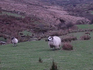 Sheeps