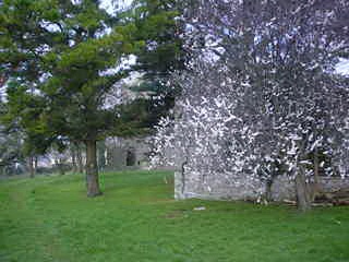 Mallow Tree in Bloom