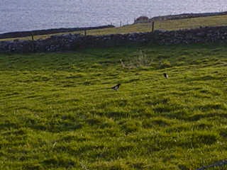 Magpies
