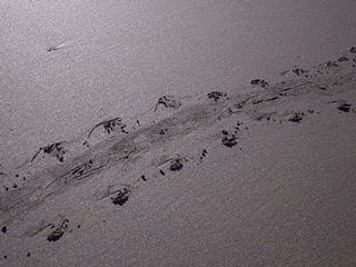 Turtle Tracks