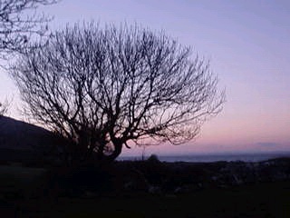 Twisty Tree
