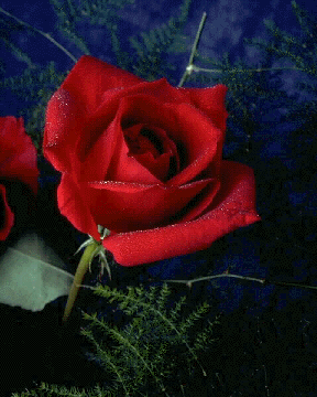 A Rose for U