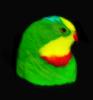 Colour Parrot
