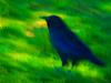 Crow on Green Grass