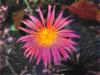 Flower Purple