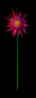Long Stem Flower
