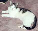 Josie Floor