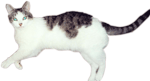 Kitty