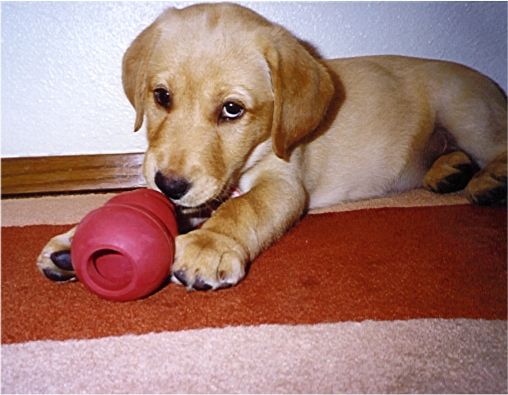 Amber's 2nd toy